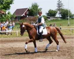 dressage horse Dancing Man 2 (Mecklenburg, 2008, from Dramatiker)