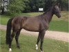 dressage horse Chrisando (Mecklenburg, 2009, from Christ)