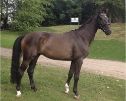 dressage horse Chrisando (Mecklenburg, 2009, from Christ)