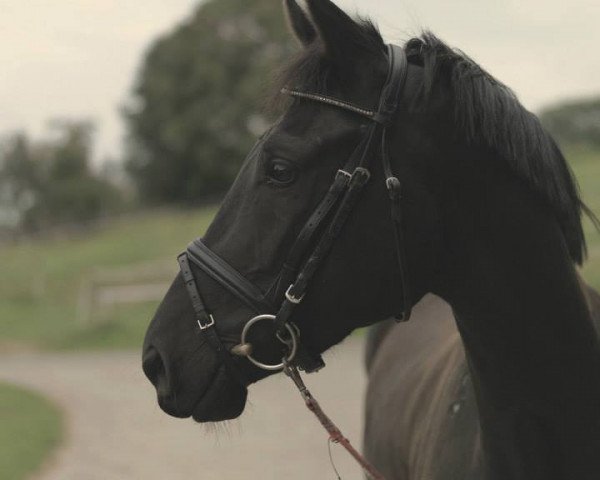 dressage horse Euer Ehren (Westphalian, 2009, from Ehrenpreis)