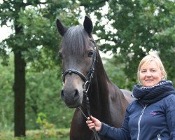 horse Coed Newydd Flying Jet (Welsh-Cob (Sek. D), 2000, from Coednewydd Black Jack)