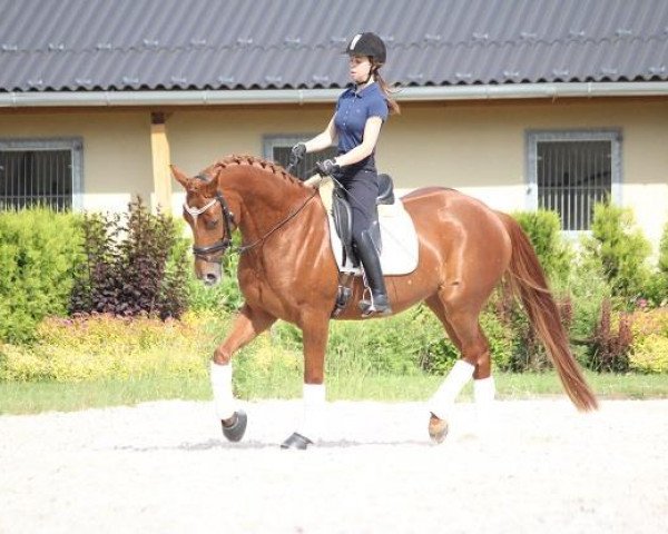 broodmare Lamour (Hanoverian, 2009, from Laurent)