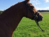 dressage horse Joel (German Riding Pony, 2005)