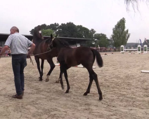 Stuten- und Fohlenschau Kirchhellen - Feldhausen 2018