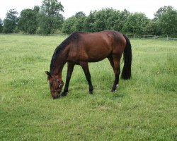 Springpferd Chapperal (Holsteiner, 2009, von Crawford)