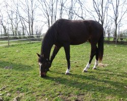 broodmare Esprit (Holsteiner, 2012, from Dolany)