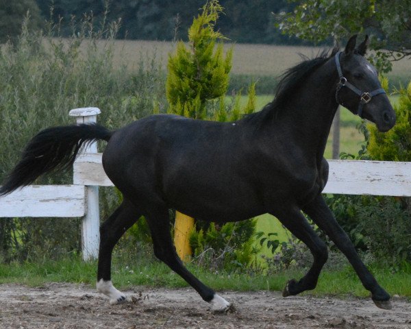 horse Hengstfohlen (Andalusians/horse of pure Spanish race, 2013, from Antaris)