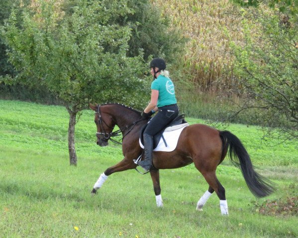 broodmare Locke (Hanoverian, 2010, from Lord Sinclair I)