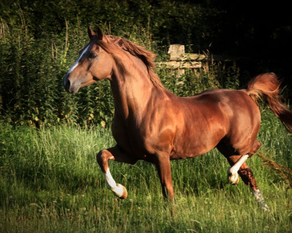 Deckhengst Chaplin (Deutsches Reitpony, 2009, von Chantre 31)