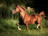 stallion Chaplin (German Riding Pony, 2009, from Chantre 31)