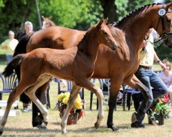 stallion Debussy TS (Hanoverian, 2013, from Diarado)