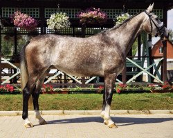 dressage horse Finlandia (Oldenburg, 2011, from Fairbanks)