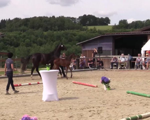 Stuten- und Fohlenschau in Drolshagen 2018