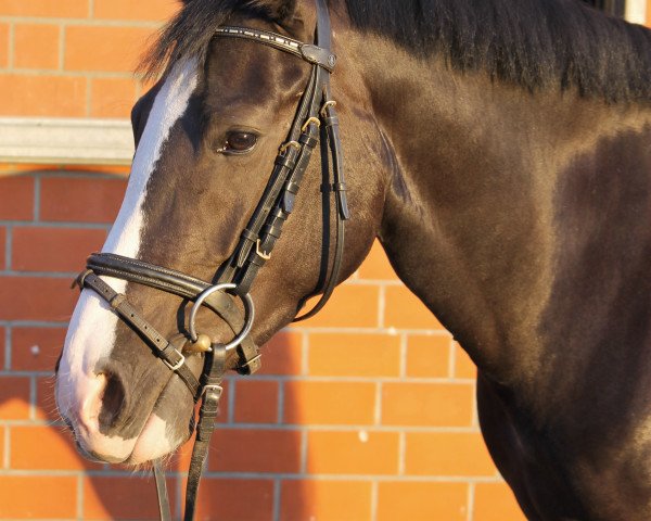 Dressurpferd Gia Lucia (Deutsches Reitpony, 2010, von Steendieks Mystic Max)