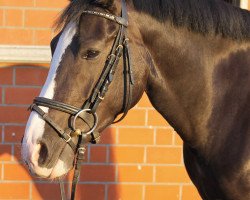 Dressurpferd Gia Lucia (Deutsches Reitpony, 2010, von Steendieks Mystic Max)