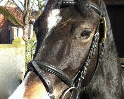 horse Little Farm Wayne (Welsh-Cob (Sek. D), 2004, from Pantygronw Prince William)