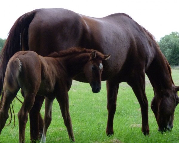 broodmare WEST Virgina (Hanoverian, 1999, from Hengst von Walt Disney I)