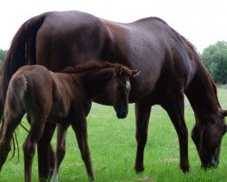 broodmare WEST Virgina (Hanoverian, 1999, from Hengst von Walt Disney I)