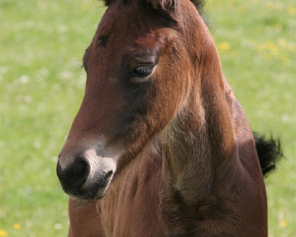 broodmare Miss Leopold (Oldenburg, 2014, from Lord Leopold 7)