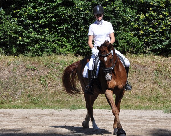 dressage horse Rossini 208 (Württemberger, 2000, from Renier)