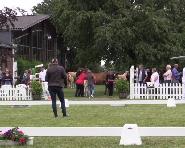 Stuten- und Fohlenschau Krüsterhof 2018