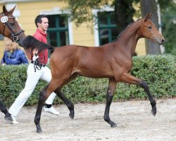 Springpferd Laetitia (Österreichisches Warmblut, 2013, von Los Angeles)