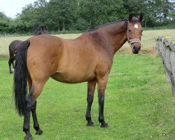 broodmare Landgraefin 2 (Holsteiner, 1996, from Landgraf I)