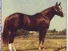 Deckhengst Skip's Brick (Quarter Horse, 1968, von Skip Beware)