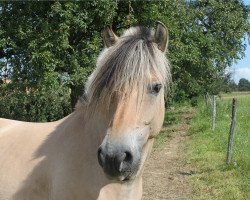 broodmare Vendy Fjordlyst (Fjord Horse, 2004, from Abel Stanstorp)