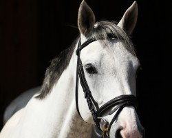 dressage horse Kaiserstern 3 (Saxony-Anhaltiner, 2001, from Kaiserjaeger xx)