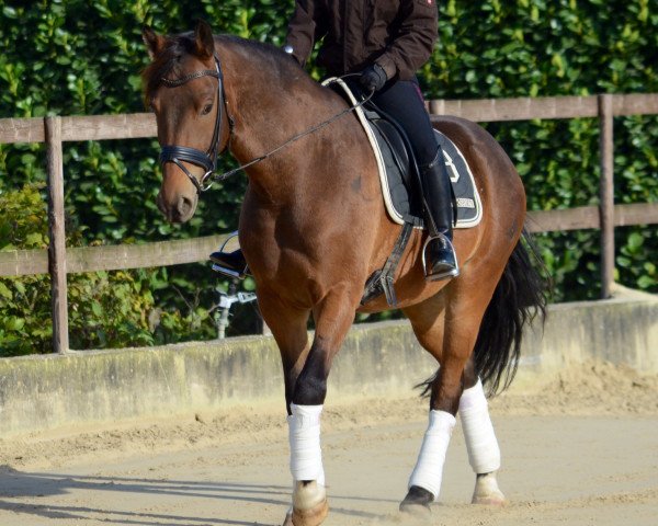 Pferd Camatcho (Andalusier bzw/Pferde reiner spanischer Rasse, 2010)