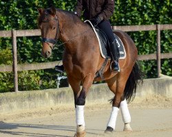 horse Camatcho (Andalusians/horse of pure Spanish race, 2010)