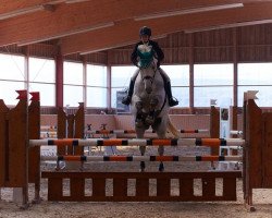 jumper Alberto Tomba 3 (Oldenburg show jumper, 2003, from Acadius)