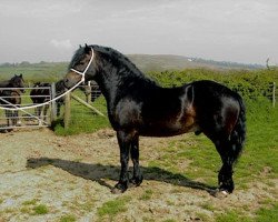 stallion Coednewydd Black Jack (Welsh-Cob (Sek. D), 1995, from Derwen Railway Express)