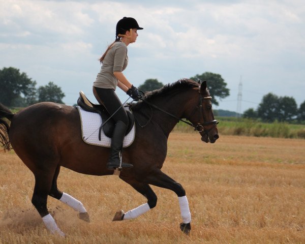 dressage horse Didi (Hanoverian, 2006, from Don Laurie 143 FIN)