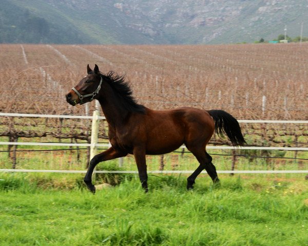 Pferd Neuland Serenity (Südafrikanisches Warmblut, 2012, von Rivendell Sirandipity)