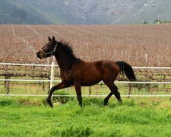 horse Neuland Serenity (Südafrikanisches Warmblut, 2012, from Rivendell Sirandipity)