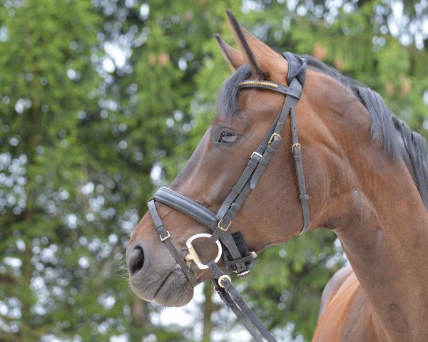 dressage horse Sun Joy (Oldenburg, 2007, from Fürst Grandios)