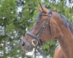 dressage horse Sun Joy (Oldenburg, 2007, from Fürst Grandios)