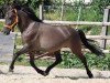 broodmare Sally (Lewitzer, 2002, from Gapatschi von Kamerun)