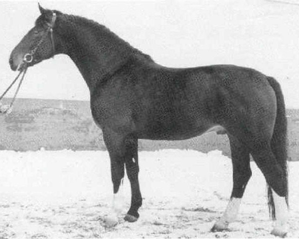 stallion Duft I (Hanoverian, 1957, from Duellant)