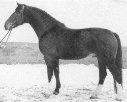 stallion Duft I (Hanoverian, 1957, from Duellant 3586)