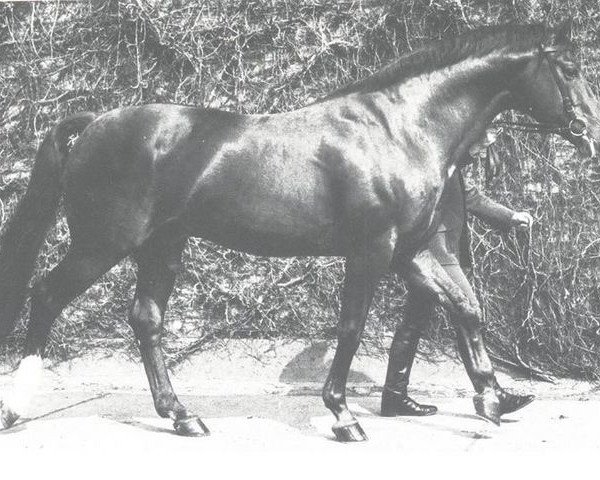 stallion Damhirsch (Hanoverian, 1962, from Duft I)