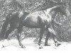 stallion Damhirsch (Hanoverian, 1962, from Duft I)