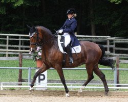 dressage horse Anschu 2 (Württemberger, 2002, from Alassio)