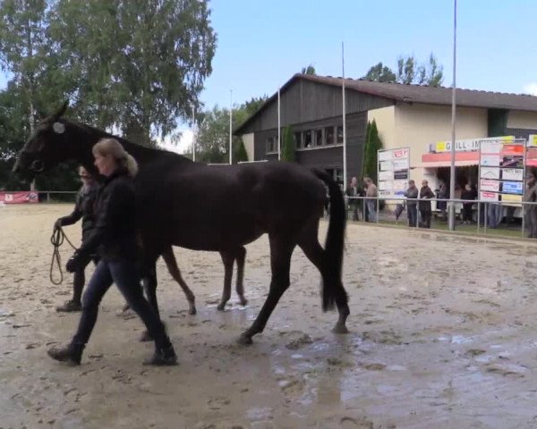 Stuten- und Fohlenschau Delbrück 2018