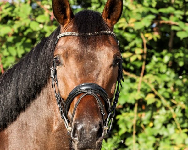 dressage horse Fürst Frederick 5 (Westphalian, 2017, from Fürst Wilhelm)