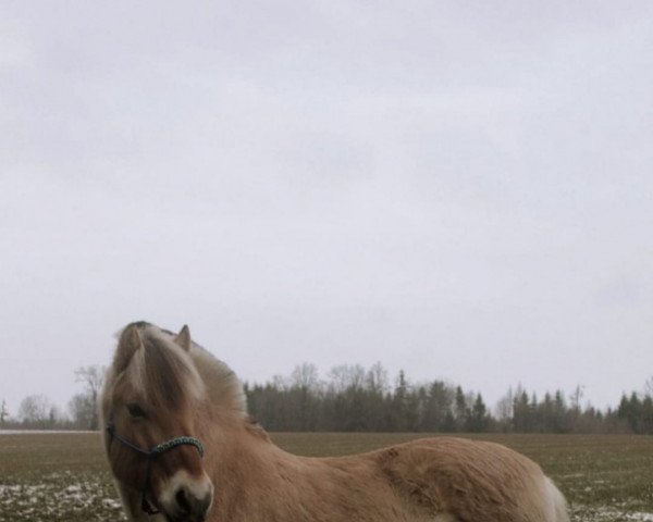 Pferd Krümel (Fjordpferd, 2010, von Kvestano)