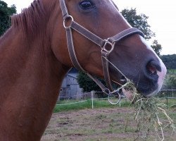 broodmare Lisonne (Sachse, 2000, from Cowondo Z)