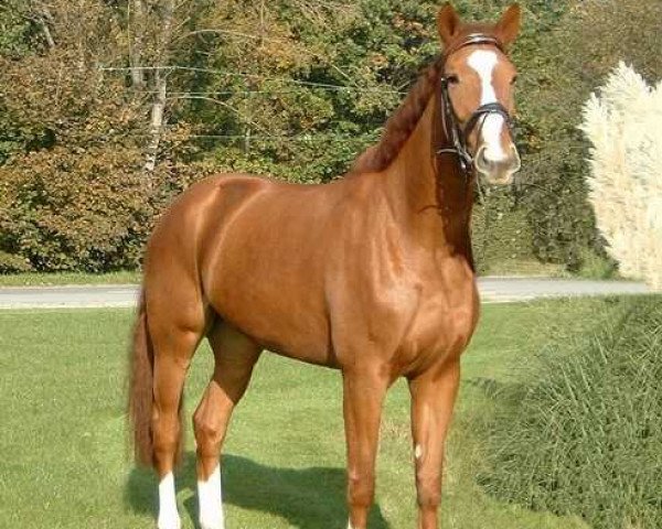 horse Phantasie 55 (Westphalian, 1998, from Prominenz)